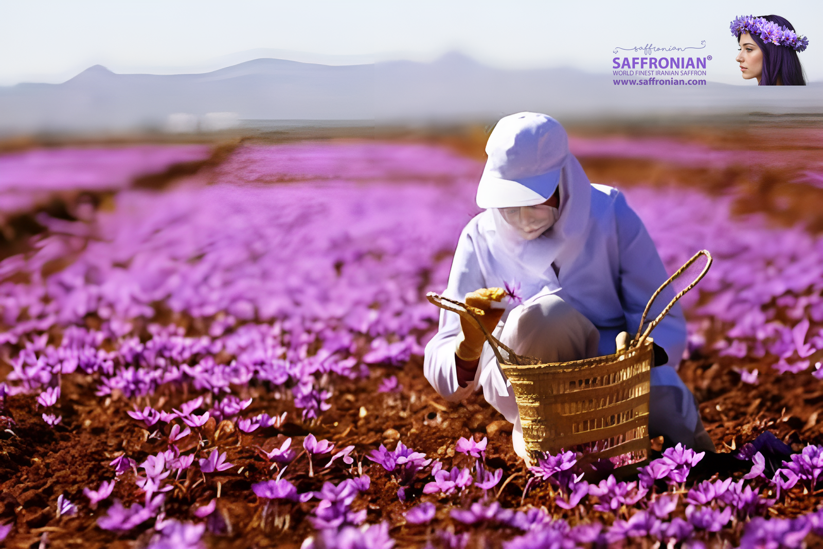 The saffron harvesting process in Iran